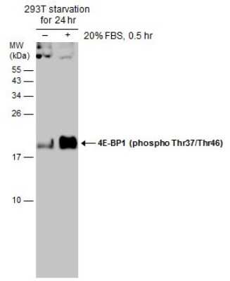 Western Blot: 4EBP1 [p Thr46, p Thr37] Antibody [NBP3-13169]